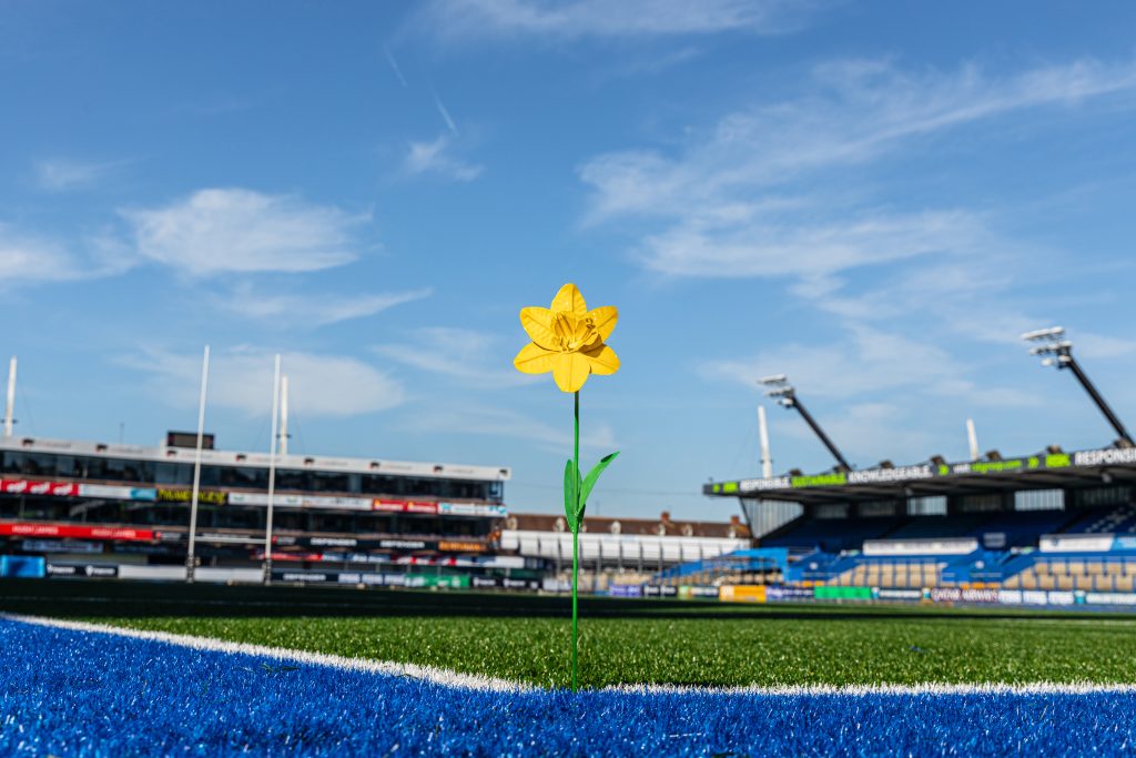 A daffodil at Cardiff Arms Park